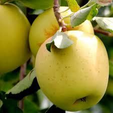 Golden Elması